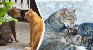 Чому коти вилизують одне одного: це не завжди прояв турботи Чому-коти-вилизують-одне-одного:-це-не-завжди-прояв-турботи