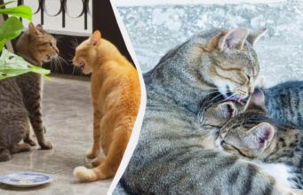 Чому коти вилизують одне одного: це не завжди прояв турботи Чому-коти-вилизують-одне-одного:-це-не-завжди-прояв-турботи