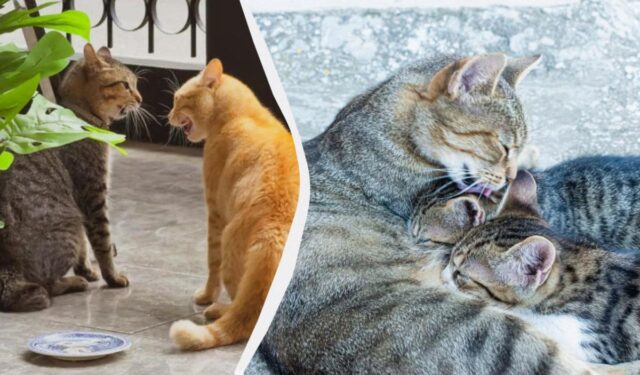 Чому коти вилизують одне одного: це не завжди прояв турботи Чому-коти-вилизують-одне-одного:-це-не-завжди-прояв-турботи