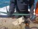 Водолази знайшли 3000-літній меч бронзової доби, захований у морі Водолази-знайшли-3000-літній-меч-бронзової-доби,-захований-у-морі