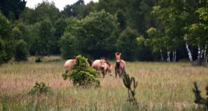 В районі Чорнобиля збільшився табун унікальних диких коней В-районі-Чорнобиля-збільшився-табун-унікальних-диких-коней