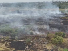 Під Одесою вже третю добу тліють 8 гектарів очерету та сухостою Під Одесою вже третю добу тліють 8 гектарів очерету та сухостою