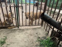 На Полтавщині левиця покусала 5-річного хлопчика: дитина в лікарні На Полтавщині-левиця-покусала-5-річного-хлопчика:-дитина-в лікарні