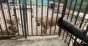 На Полтавщині левиця покусала 5-річного хлопчика: дитина в лікарні На Полтавщині-левиця-покусала-5-річного-хлопчика:-дитина-в лікарні