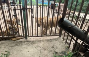 На Полтавщині левиця покусала 5-річного хлопчика: дитина в лікарні На Полтавщині-левиця-покусала-5-річного-хлопчика:-дитина-в лікарні