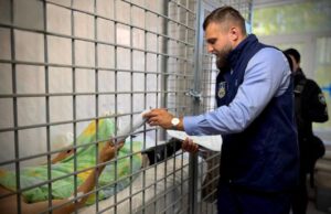 Затримано організатора виставки озброєнь у Київській області після російської атаки Удар по виставці зброї на Київщині: затримано організатора заходу