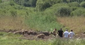 Заважає ветеранський бізнес: волиняни скаржаться на фермера, який розводить свиней Заважає-ветеранський-бізнес:-волиняни-скаржаться-на-фермера,-який-розводить-свиней