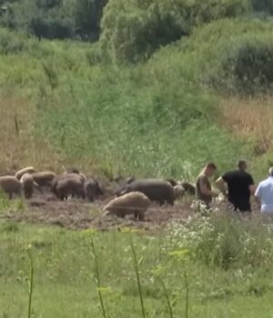 Заважає-ветеранський-бізнес:-волиняни-скаржаться-на-фермера,-який-розводить-свиней