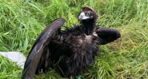 Гриф Берлін пролетів пів Європи й опинився в Україні: чим закінчилася його мандрівка Гриф-Берлін-пролетів-пів-Європи-й-опинився-в-Україні:-чим-закінчилася-його-мандрівка