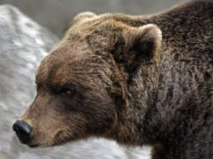 Жінка залишила двері відчиненими для кішки, але до будинку зайшов ведмідь: чим усе закінчилося Жінка-залишила-двері-відчиненими-для-кішки,-але-до-будинку-зайшов-ведмідь:-чим-усе-закінчилося