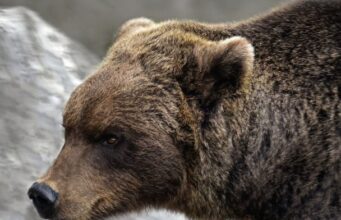 Жінка залишила двері відчиненими для кішки, але до будинку зайшов ведмідь: чим усе закінчилося Жінка-залишила-двері-відчиненими-для-кішки,-але-до-будинку-зайшов-ведмідь:-чим-усе-закінчилося