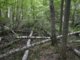 На Волині орендар лісових угідь програв позов щодо земель у нацпарку На-Волині-орендар-лісових-угідь-програв-позов-щодо-земель-у-нацпарку