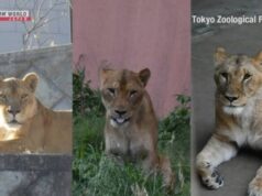 У зоопарку Токіо через спеку загинули три левиці У-зоопарку-Токіо-через-спеку-загинули-три-левиці