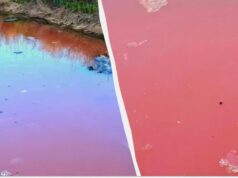 На півдні Одещини водойми забарвилися в червоний колір: що сталося На-півдні-Одещини-водойми-забарвилися-в-червоний-колір:-що-сталося