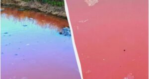 На півдні Одещини водойми забарвилися в червоний колір: що сталося На-півдні-Одещини-водойми-забарвилися-в-червоний-колір:-що-сталося
