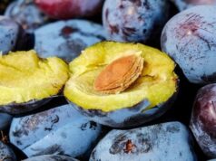 Як очистити сливи від кісточок Як очистити-сливи-від-кісточок