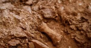 Нові скам’янілості в Іспанії вказують на канібалізм перших європейців: що виявили вчені Нові-скам’янілості-в-Іспанії-вказують-на-канібалізм-перших-європейців:-що-виявили-вчені