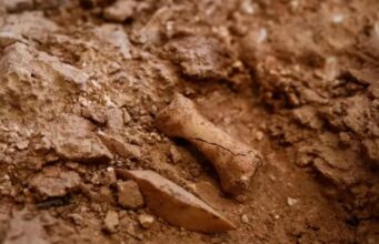 Нові скам’янілості в Іспанії вказують на канібалізм перших європейців: що виявили вчені Нові-скам’янілості-в-Іспанії-вказують-на-канібалізм-перших-європейців:-що-виявили-вчені