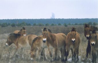 Єдиний справді дикий кінь у світі вижив завдяки лише 12 тваринам Єдиний-справді-дикий-кінь-у-світі-вижив-завдяки-лише-12-тваринам