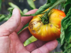 Як захистити томати від фітофтори без використання хімії: найкращі способи Як захистити-томати-від-фітофтори-без-використання-хімії:-найкращі-способи