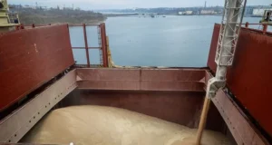 Експорт зерна з України може впасти більш ніж удвічі Експорт зерна з України може впасти більш ніж удвічі