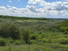 Голову сільради на Волині підозрюють у пособництві в незаконній рубці лісу Голову-сільради-на-Волині-підозрюють-у-пособництві-в-незаконній-рубці-лісу