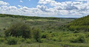 Голову сільради на Волині підозрюють у пособництві в незаконній рубці лісу Голову-сільради-на-Волині-підозрюють-у-пособництві-в-незаконній-рубці-лісу