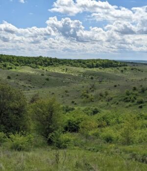 Голову-сільради-на-Волині-підозрюють-у-пособництві-в-незаконній-рубці-лісу