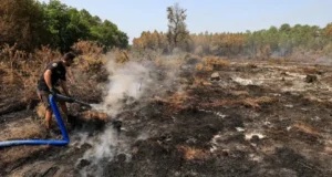 У Франції затримано понад 400 осіб за підпали лісів У-Франції-затримали-понад-400-осіб-за-підпали-лісів