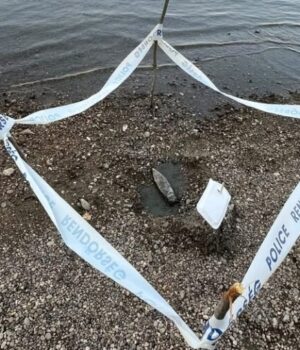 Посуха-оголила-артефакти:-через-аномальну-спеку-на-Дунаї-виявили-жертовник-Юпітера