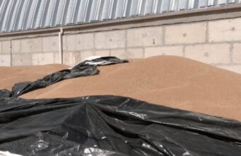 Урожай-2026: скільки коштує пшениця і чи продаватимуть її волинські фермери. ВІДЕО Урожай-2026:-скільки-коштує-пшениця-і-чи-продаватимуть-її-волинські-фермери.-ВІДЕО