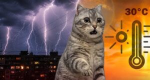 Спека не відступає: де в Україні 17 серпня буде +34, а де накриють грози Спека-не-відступає:-де-в-Україні-17-серпня-буде-+34,-а-де-накриють-грози