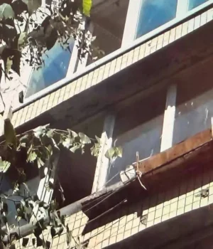 У-Києві-жінка-викинула-пінчера-з-балкона-під-час-застілля:-собака-загинув,-винуватиці-загрожує-до.