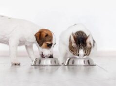 Як обрати надійного виробника кормів для тварин: 7 критеріїв і приклад Purina Як-обрати-надійного-виробника-кормів-для-тварин:-7-критеріїв-і-приклад-purina