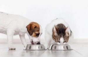 Як обрати надійного виробника кормів для тварин: 7 критеріїв і приклад Purina Як-обрати-надійного-виробника-кормів-для-тварин:-7-критеріїв-і-приклад-purina