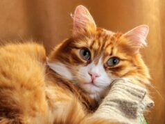 7 порід котів, які стануть чудовими компаньйонами для жінок на пенсії 7-порід-котів,-які-стануть-чудовими-компаньйонами-для-жінок-на-пенсії