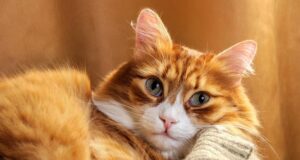 7 порід котів, які стануть чудовими компаньйонами для жінок на пенсії 7-порід-котів,-які-стануть-чудовими-компаньйонами-для-жінок-на-пенсії