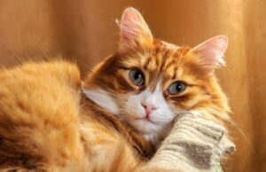 7 порід котів, які стануть чудовими компаньйонами для жінок на пенсії 7-порід-котів,-які-стануть-чудовими-компаньйонами-для-жінок-на-пенсії