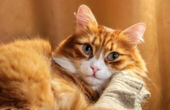 7 порід котів, які стануть чудовими компаньйонами для жінок на пенсії 7-порід-котів,-які-стануть-чудовими-компаньйонами-для-жінок-на-пенсії
