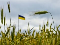 Криза експорту зерна: українські фермери стикаються з серйозними проблемами через атаки на порти Експорт-зерна-Чорним-морем-зупинився.-Як-виживають-українські-фермери?