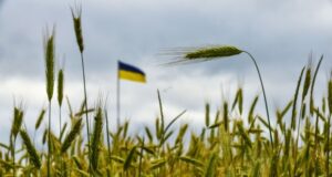 Криза експорту зерна: українські фермери стикаються з серйозними проблемами через атаки на порти Експорт-зерна-Чорним-морем-зупинився.-Як-виживають-українські-фермери?