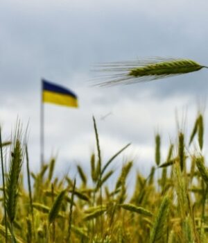 Експорт-зерна-Чорним-морем-зупинився.-Як-виживають-українські-фермери?