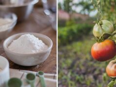 Не лише для випічки: 7 способів використання кукурудзяного крохмалю на городі Не-лише-для-випічки:-7-способів-використання-кукурудзяного-крохмалю-на-городі