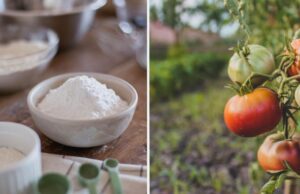 Не лише для випічки: 7 способів використання кукурудзяного крохмалю на городі Не-лише-для-випічки:-7-способів-використання-кукурудзяного-крохмалю-на-городі