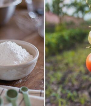 Не-лише-для-випічки:-7-способів-використання-кукурудзяного-крохмалю-на-городі