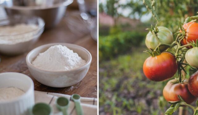 Не лише для випічки: 7 способів використання кукурудзяного крохмалю на городі Не-лише-для-випічки:-7-способів-використання-кукурудзяного-крохмалю-на-городі