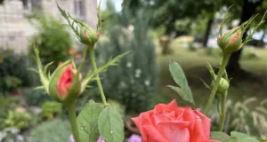 Дощі з грозами накриють південь України 28 серпня Дощі з грозами накриють південь України 28 серпня