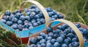 Що станеться з організмом, якщо їсти забагато чорниці: 5 несподіваних побічних ефектів Що станеться-з організмом,-якщо-їсти-забагато-чорниці:-5 несподіваних-побічних-ефектів