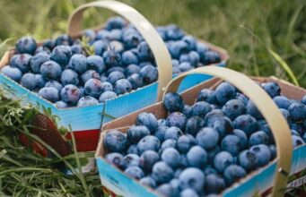 Що станеться з організмом, якщо їсти забагато чорниці: 5 несподіваних побічних ефектів Що станеться-з організмом,-якщо-їсти-забагато-чорниці:-5 несподіваних-побічних-ефектів