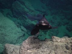 На дні Карибського моря знайшли 20 нових видів: серед них – дивна акула з очима,... На-дні-Карибського-моря-знайшли-20-нових-видів:-серед-них-–-дивна-акула-з-очима,.